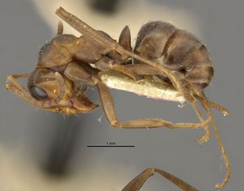 Media type: image;   Entomology 304341 Aspect: habitus lateral view